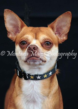 Monkey_0479