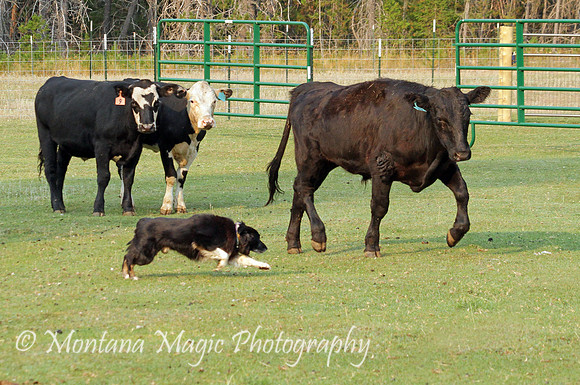 Hank_0717