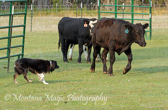 Hank_0716