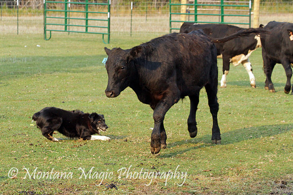 Hank_0724