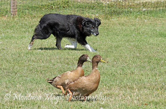Hank_1150