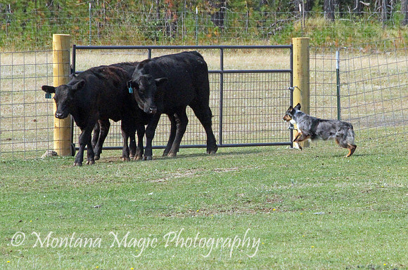 Nellie_0966