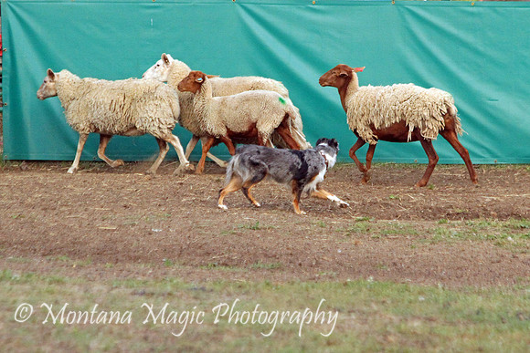 Nellie_1533