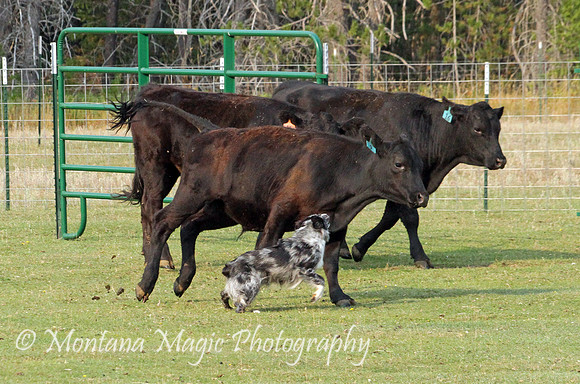 Zia_0811