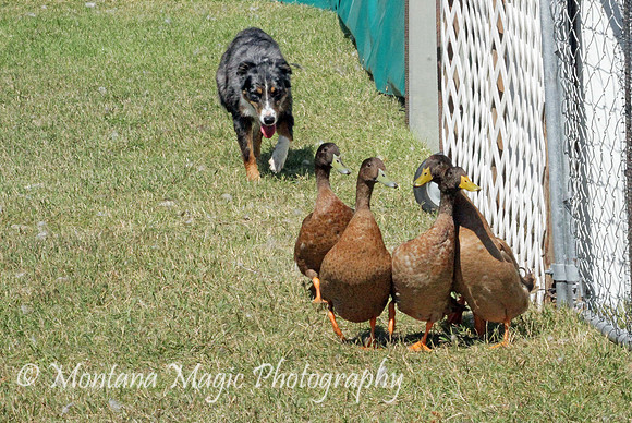 Nellie_2065