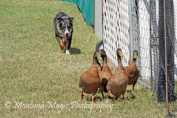 Nellie_2067