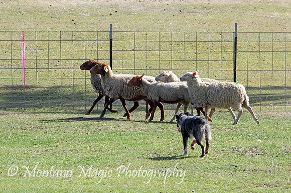 Nellie_2208