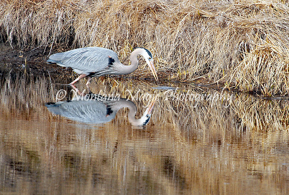 BD188 Great Blue Heron