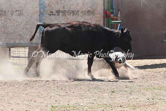 Dually_7525