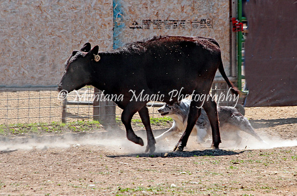 Dually_7519