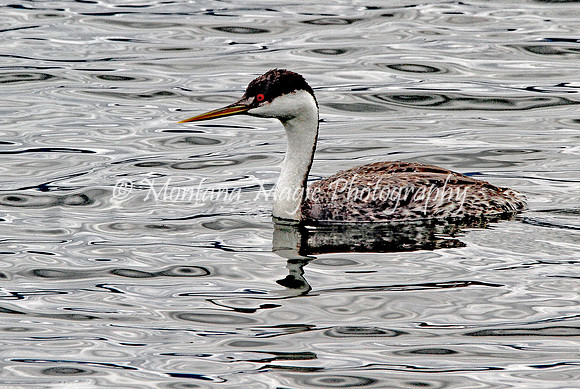 BD196 Western Grebe