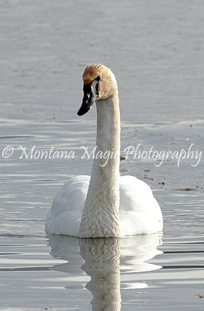 BD191 Tundra Swan
