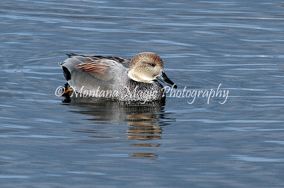 BD187 Gadwall
