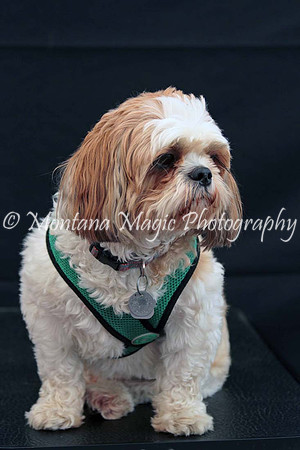 Scout_0269