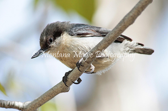 BD194 Pygmy Nuthatch