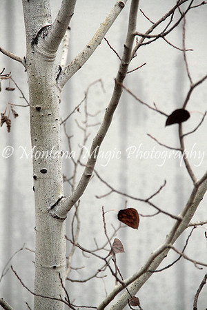 F160 Winter Birch