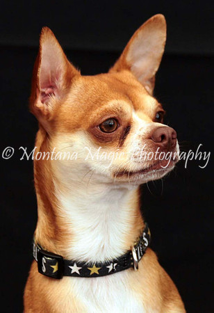 Monkey_0472