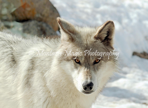 AW182 Gray Wolf