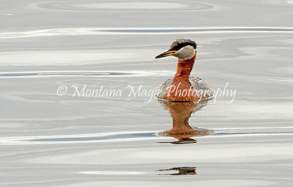BD197 Red-necked Grebe