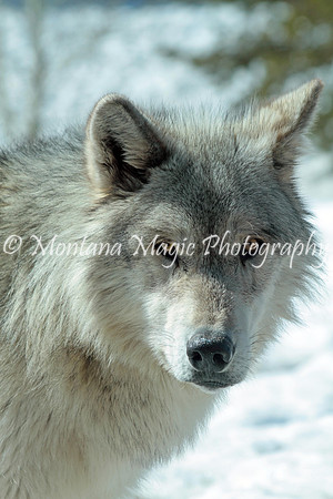 AW181 Gray Wolf