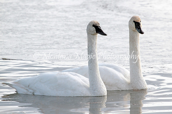 BD192 Tundra Swans