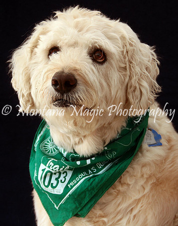 Baxter_9590