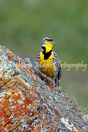 BD201 Western Meadowlark