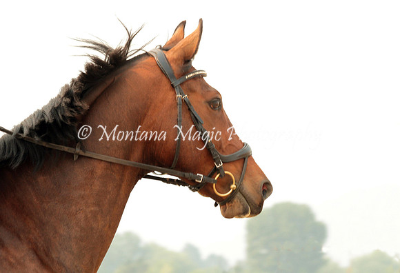 Fairsing Moondance_9699