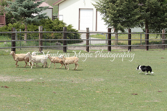Piper_9720