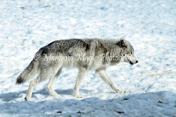 AW180 Gray Wolf