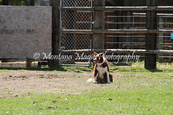 Polly_7525