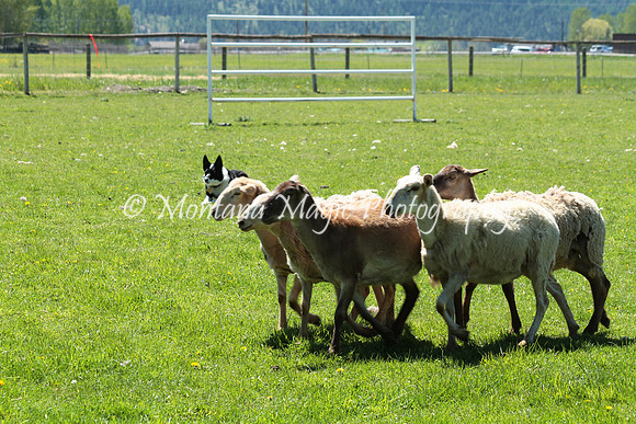 Minnie Pearl_8049
