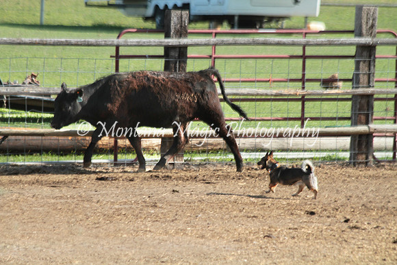 Bat!_8932