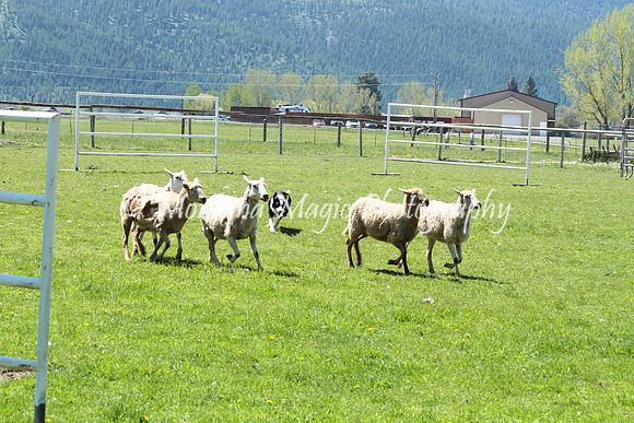 Piper_8016